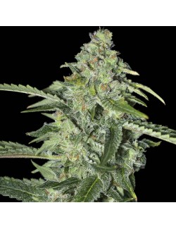 Tnt Kush CBD Eva Seeds