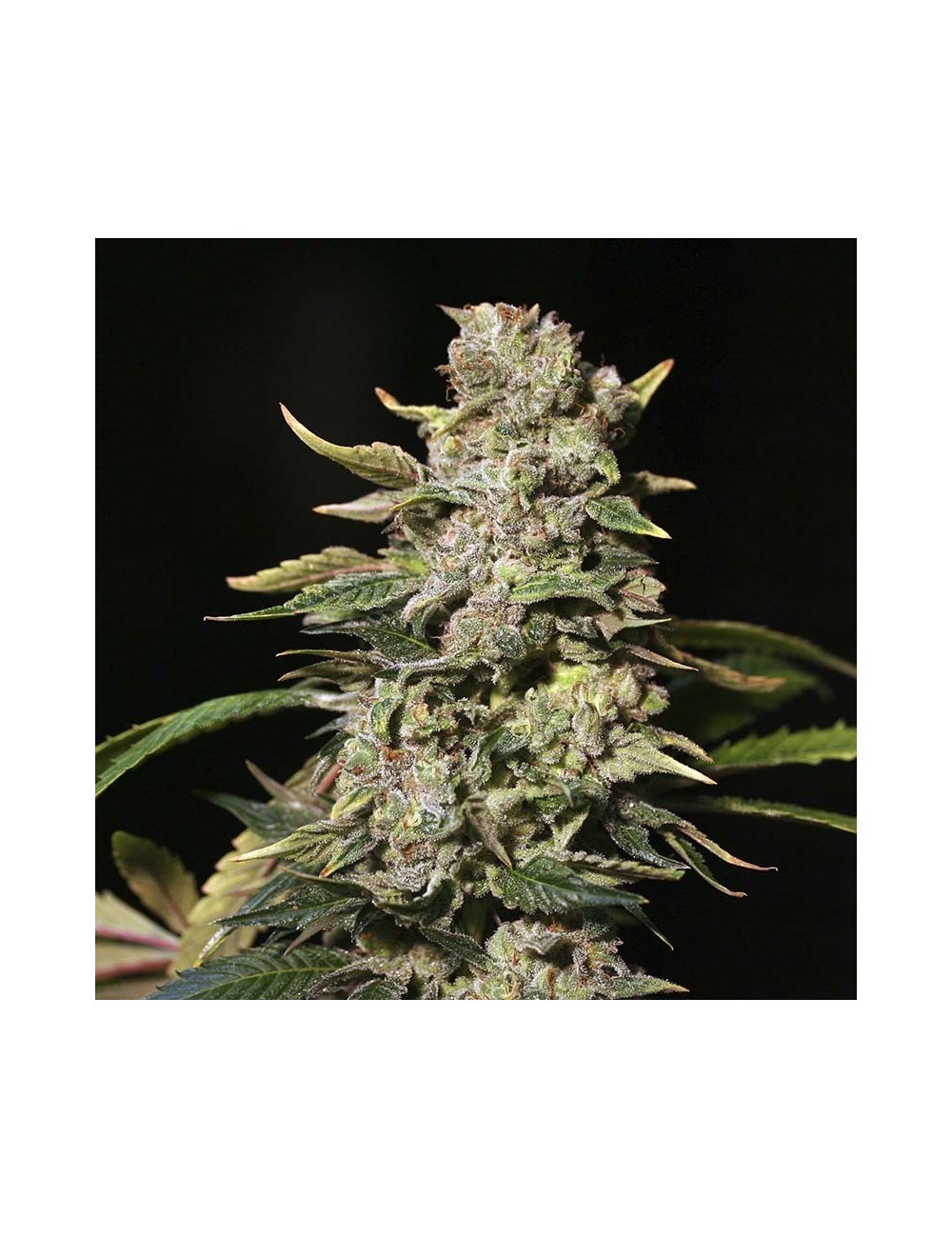 Tnt Kush Eva Seeds