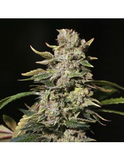 Tnt Kush Eva Seeds