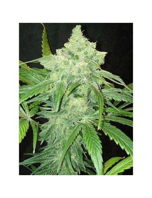 Tnt Kush Eva Seeds