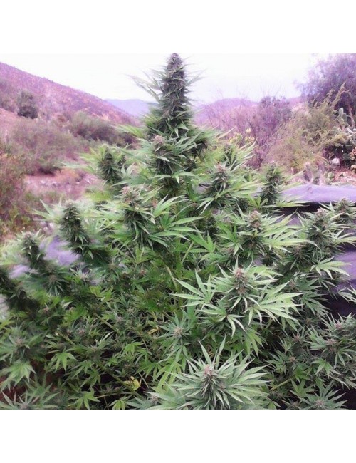 Semillas marihuana Pink Plant