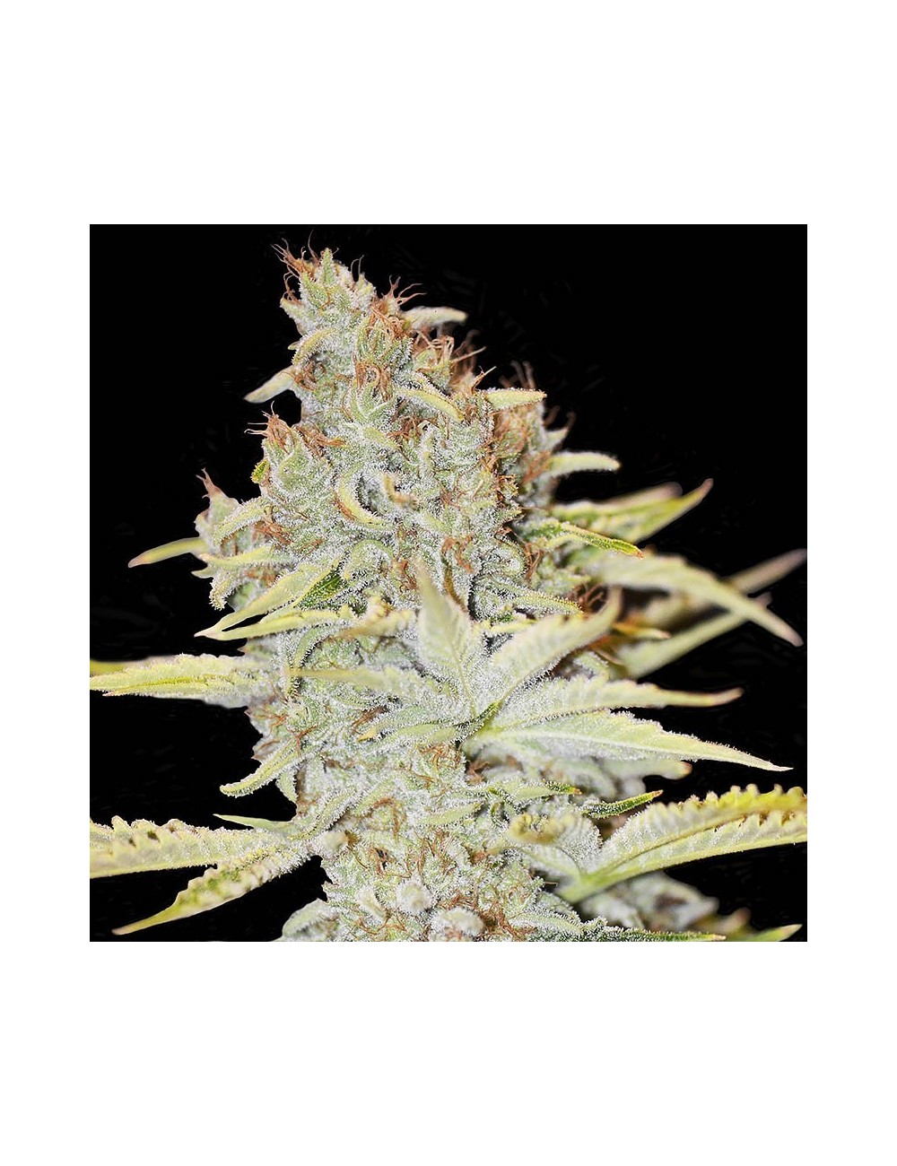 Furious Candy Eva Seeds Furious Candy Eva Seeds