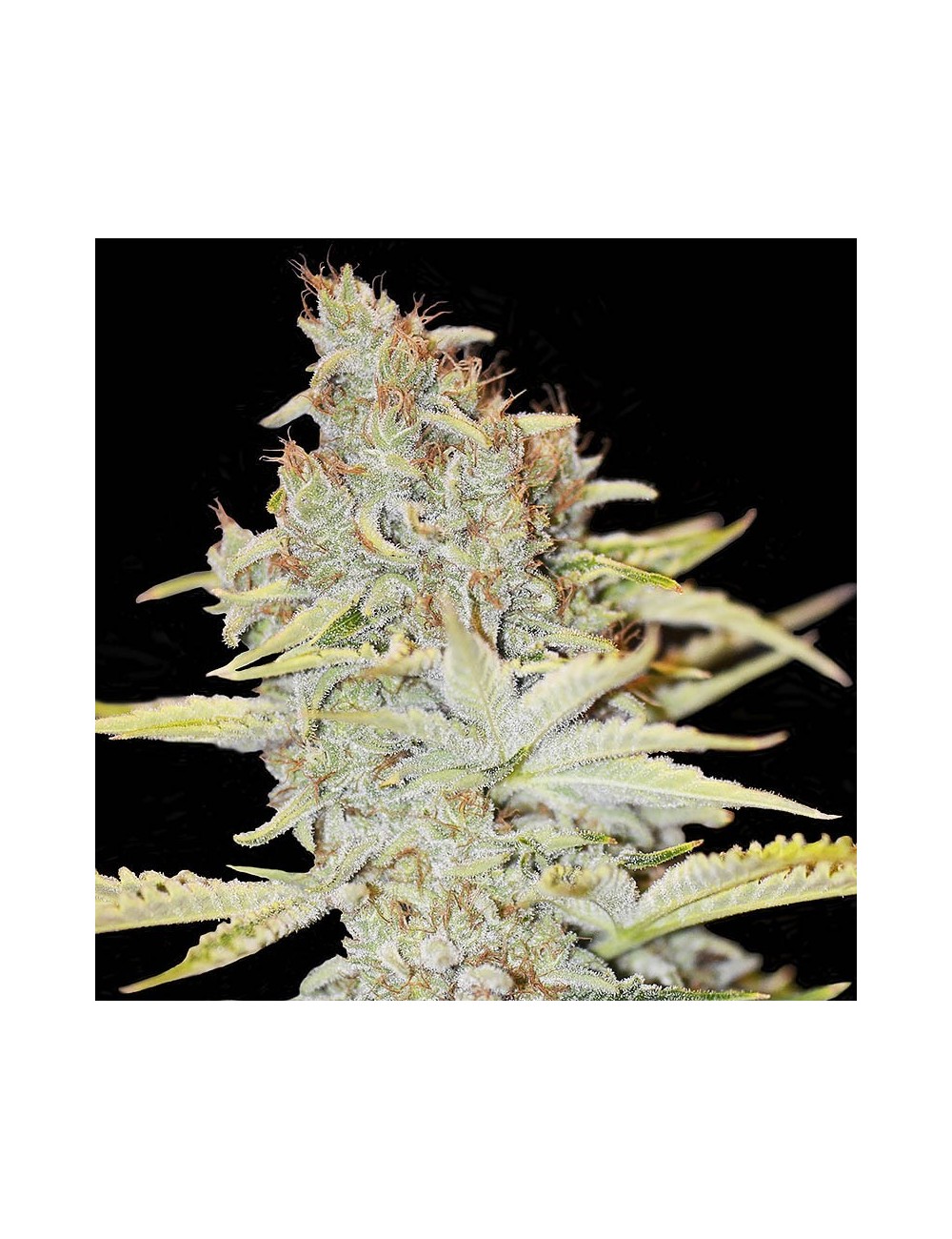 Furious Candy Eva Seeds