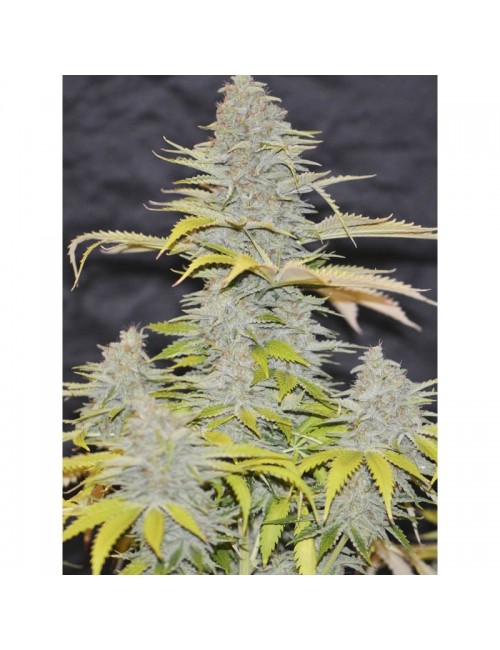 Furious Candy Eva Seeds