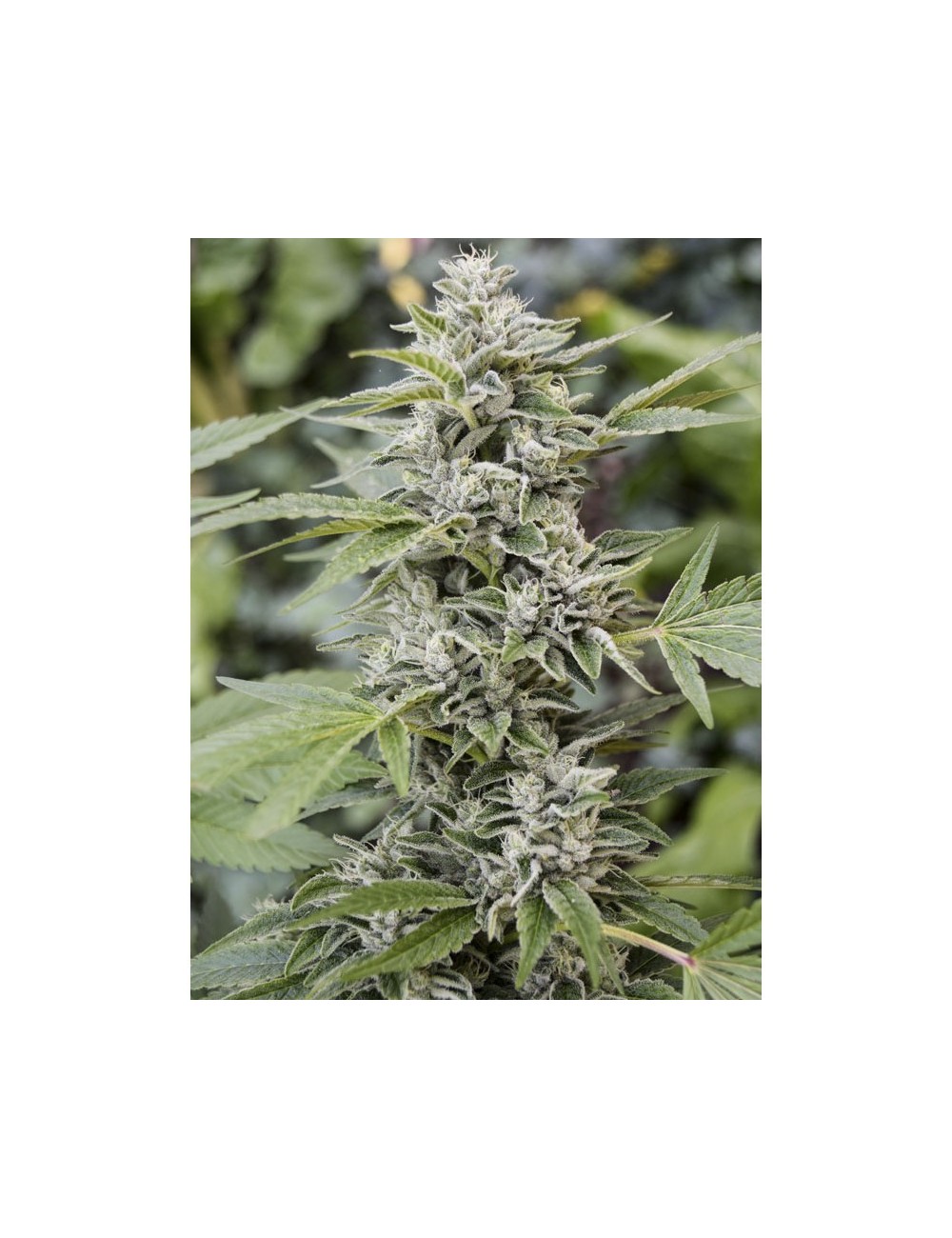Gorilla Candy Eva Seeds Gorilla Candy Eva Seeds