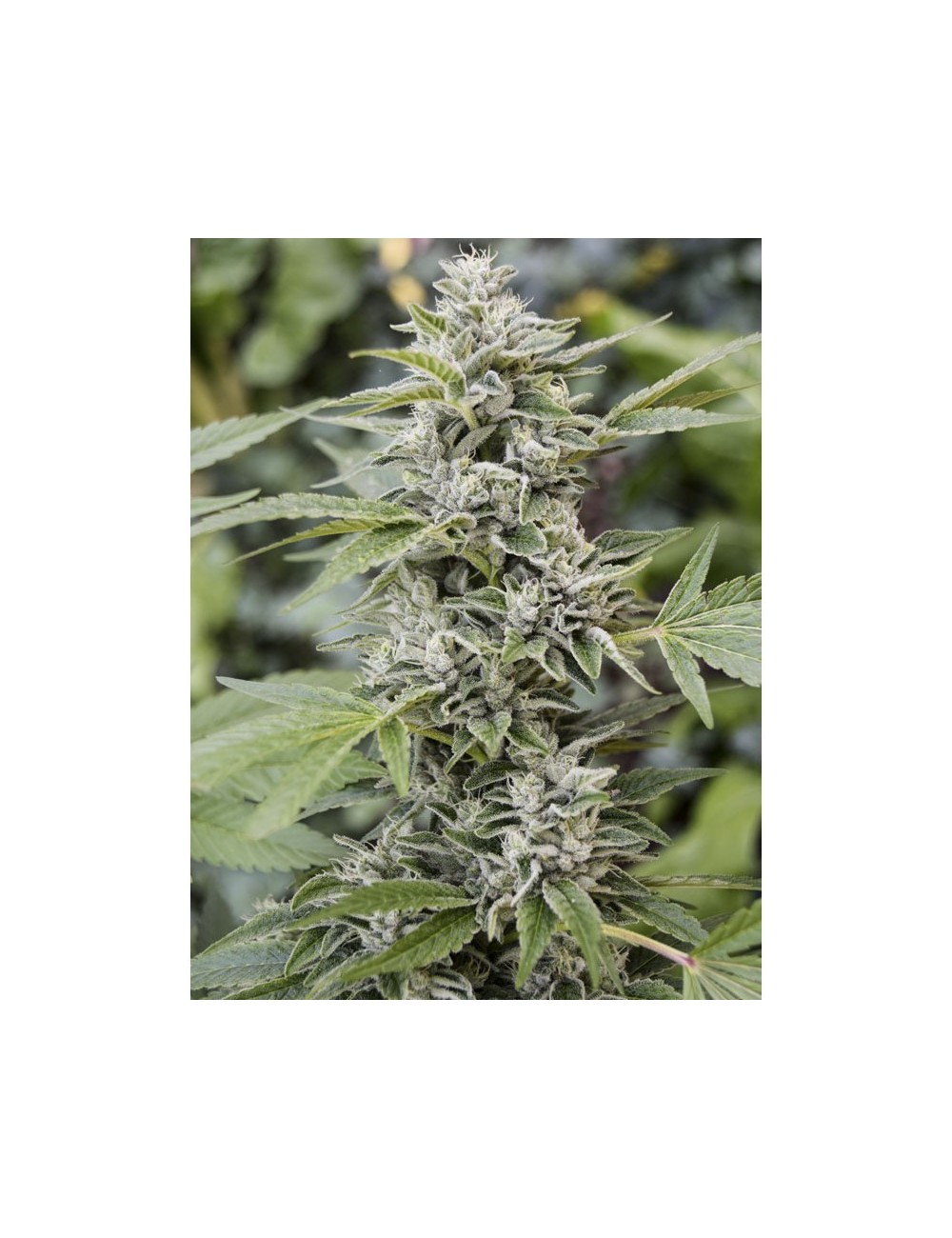 Gorilla Candy Eva Seeds