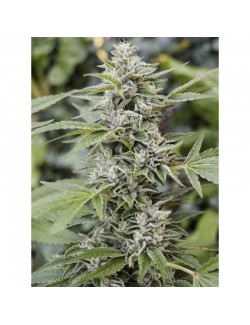 Gorilla Candy Eva Seeds