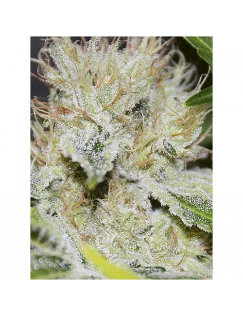 Gorilla Candy Eva Seeds