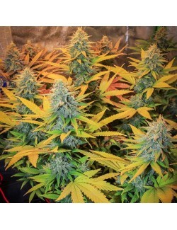 Gipsy Haze Eva