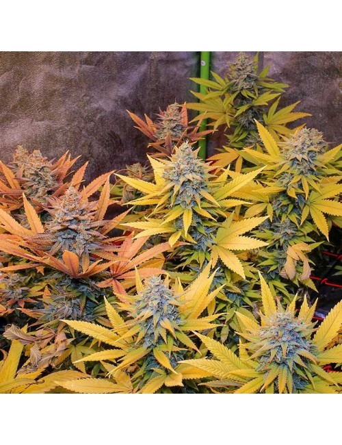 Gipsy Haze Eva Seeds