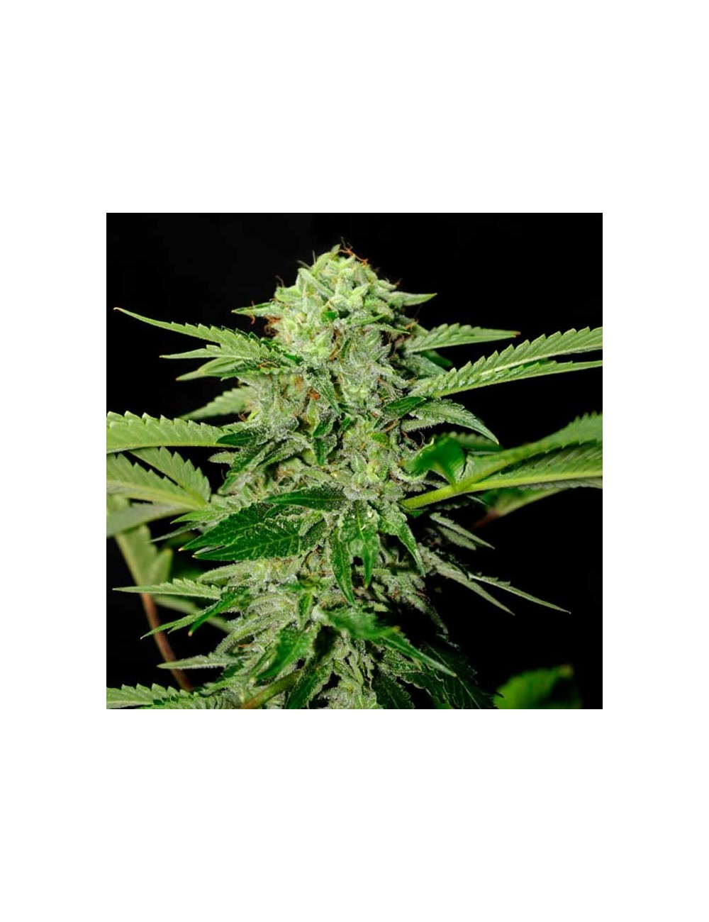 Txees Bilbo de Genehtik Seeds Txees Bilbo de Genehtik Seeds