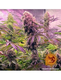 Glookies cultivo LED