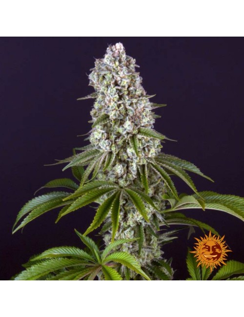 Tropicanna Banana
