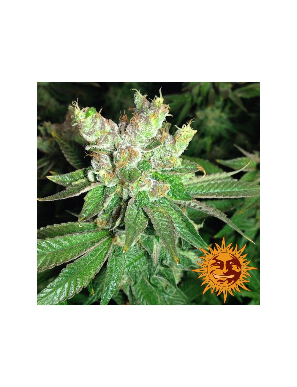 Cookies Kush Barneys Cookies Kush Barneys