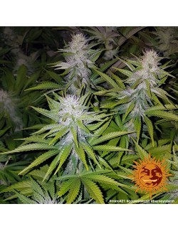 Semillas marihauna Cookies Kush Barneys