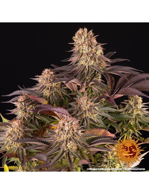 Mimosa x Orange Punch Barney´s Farm