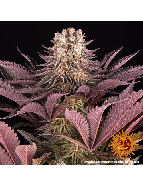 Mimosa x Orange Punch Barney´s Farm