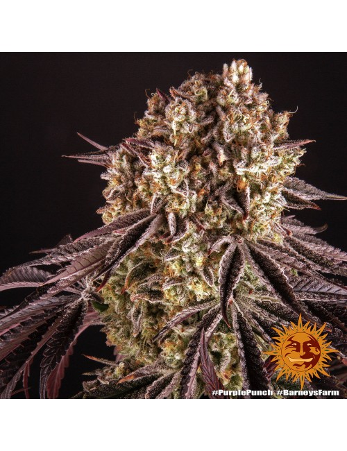 Purple Punch de Barney´s Farm