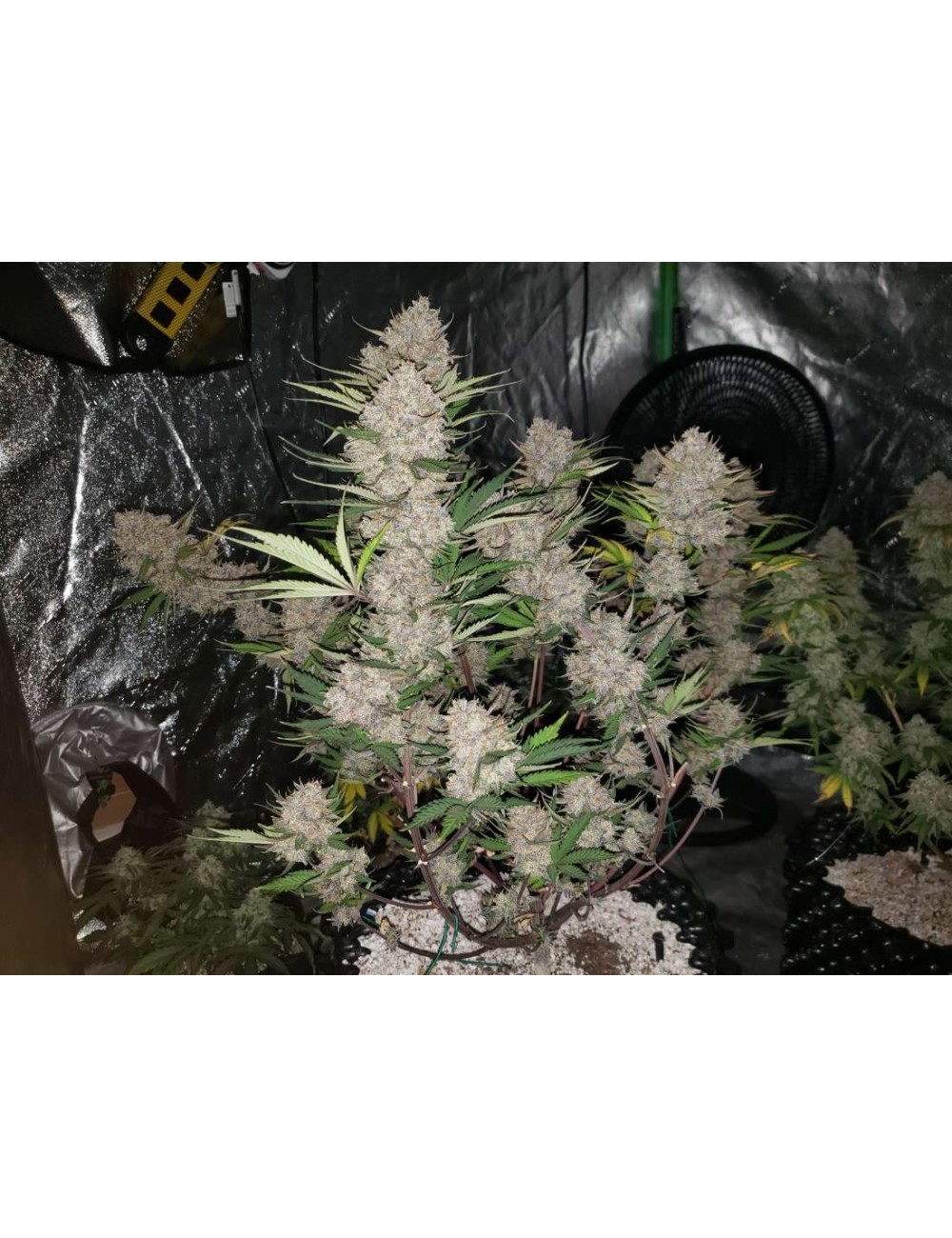 Comprar West Coast O.G. Auto  a precio de oferta