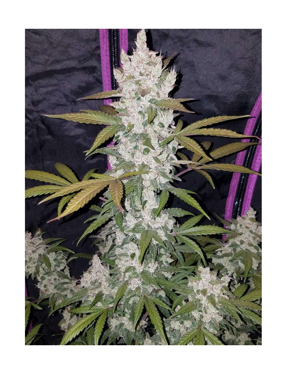 Girl Scout Cookies Auto cogollo