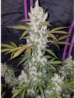 Girl Scout Cookies Auto cogollo