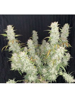 Girl Scout Cookies Auto Planta