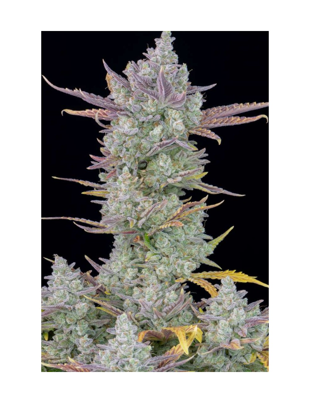 Gorilla Cookies Auto Fast Buds Gorilla Cookies Auto Fast Buds