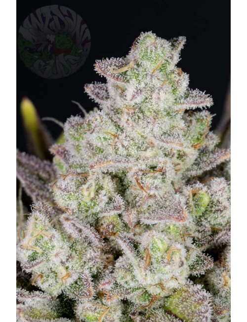 Gorilla Cookies Auto Fast Buds