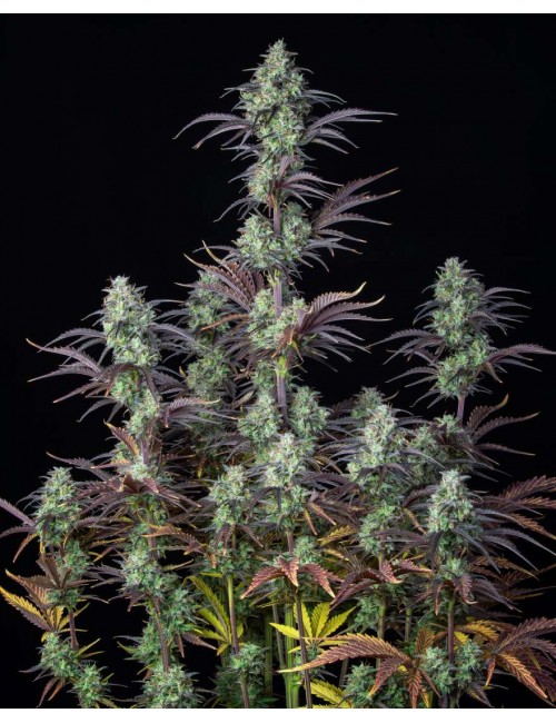 Mimosa Cake Auto planta