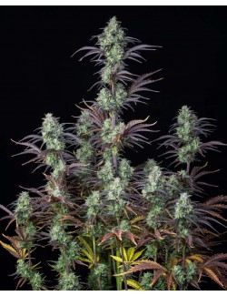 Mimosa Cake Auto planta