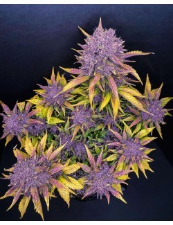 Purple Lemonade Auto planta