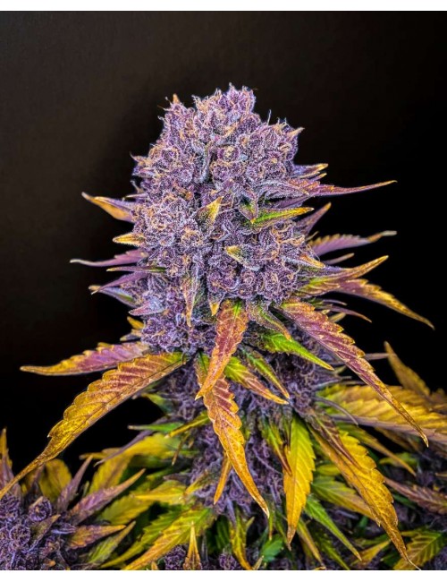 Purple Lemonade Auto cogollo