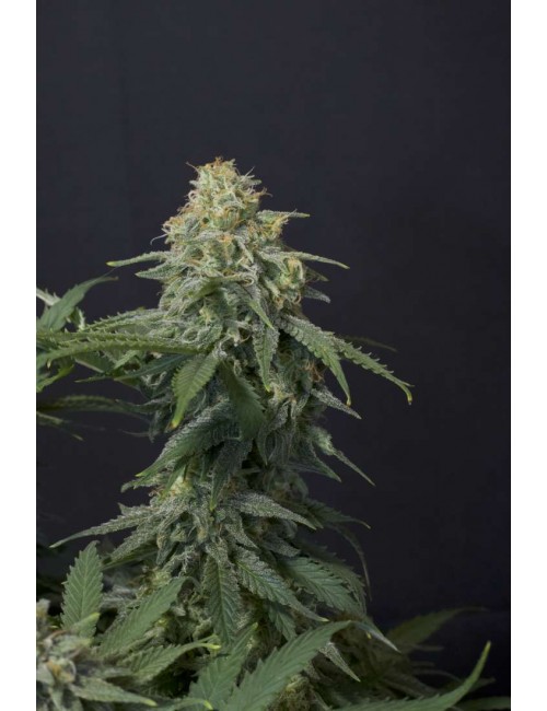 Wedding Cheescake Auto