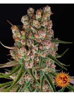 GMO Auto Barney´s