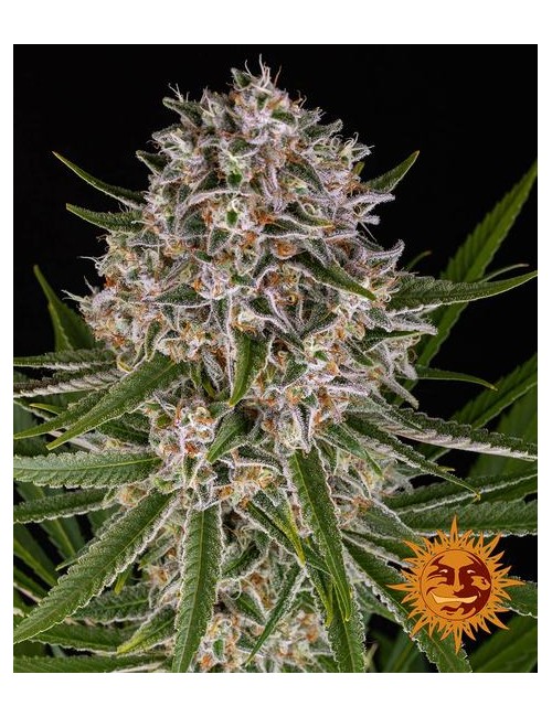 Lemon Haze Auto Barney´s Farm