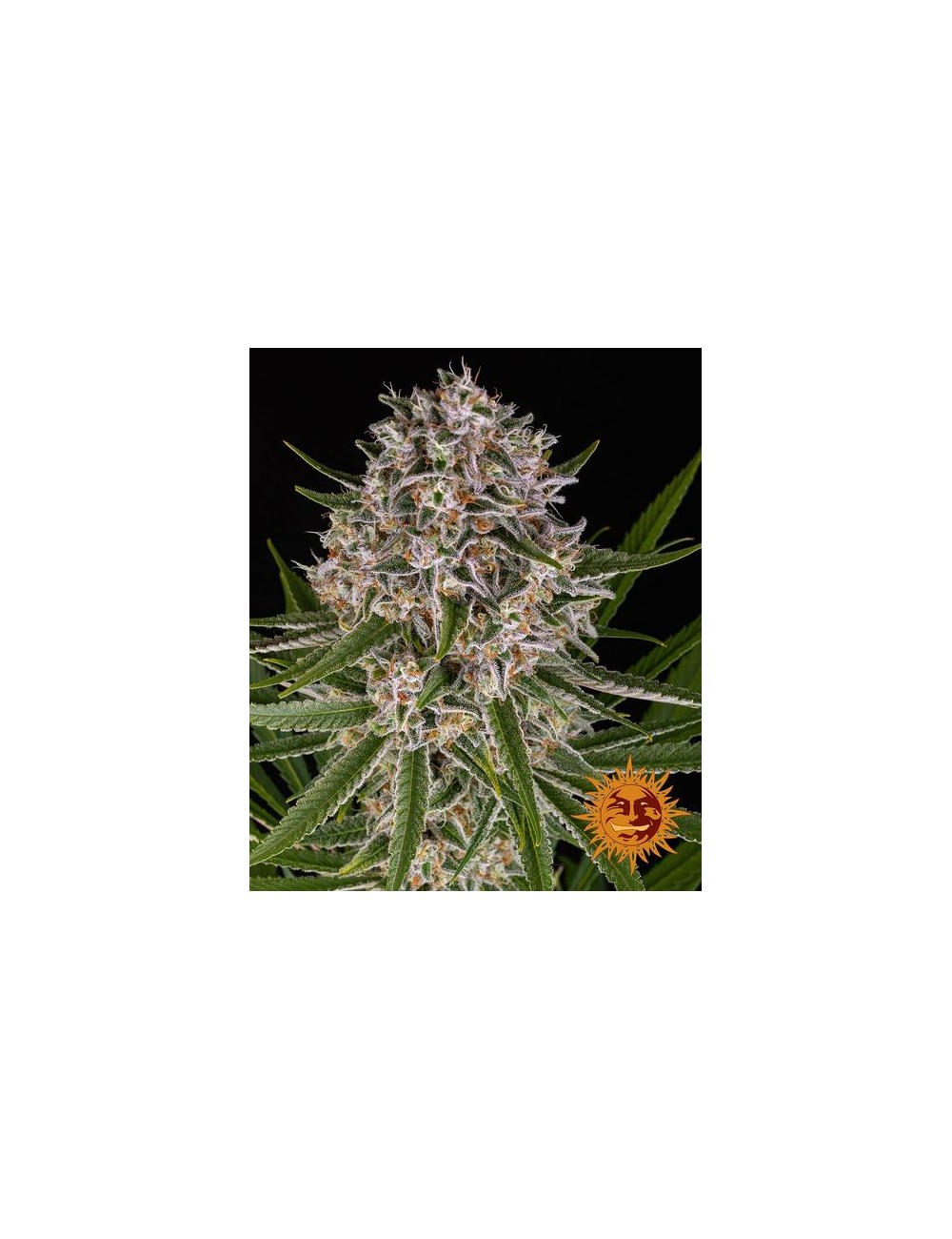 Lemon Haze Auto Barney´s Farm