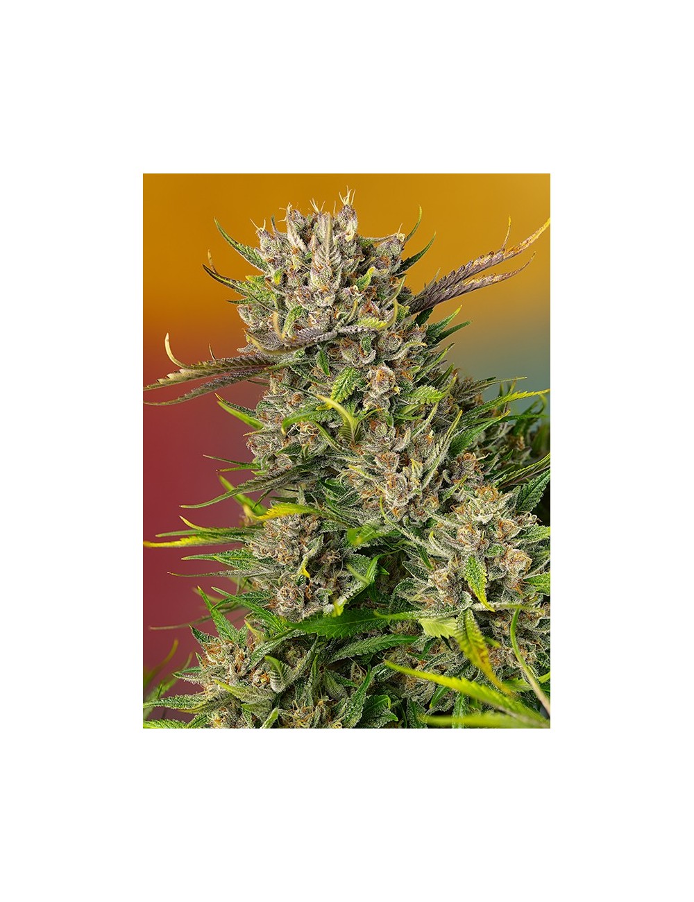 Papaya Zoap Auto Papaya Zoap Auto