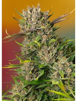Papaya Zoap Auto