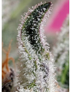 Papaya Zoap Auto Tricoma