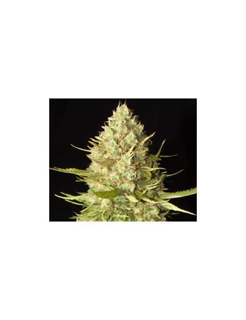 Amnesia Auto Granel