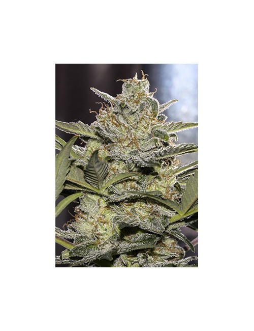 Critical Auto Granel