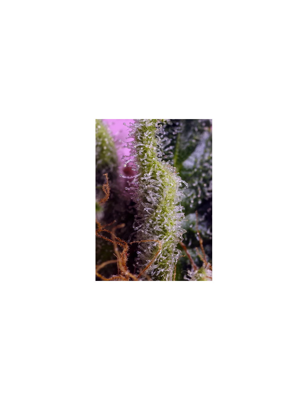 Gelonade tricoma