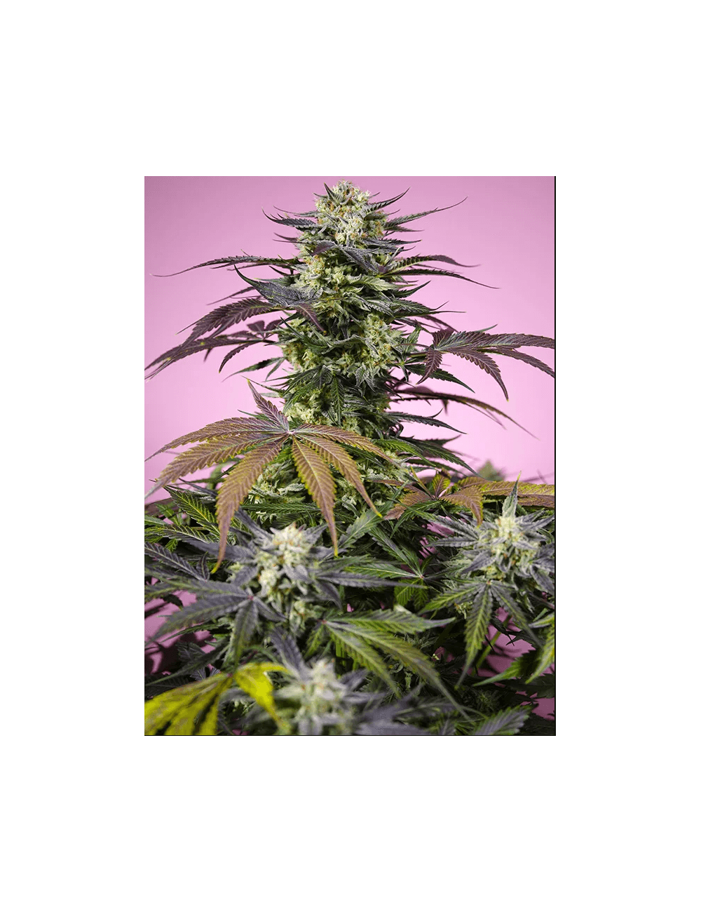 Gelona Sweet Seeds