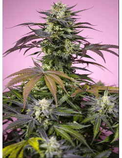 Gelona Sweet Seeds