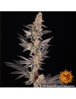 RS11 x Banana OG Barneys