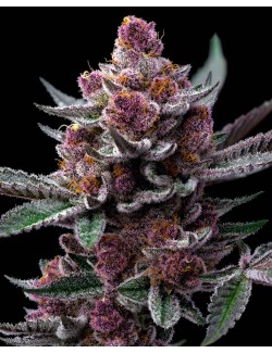 Cherry Poppers cogollo