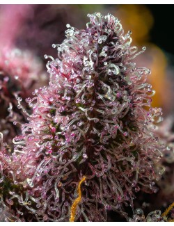 Cherry Poppers Barneys Farm