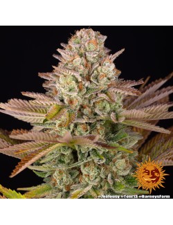 Jealousy Barneys Farm