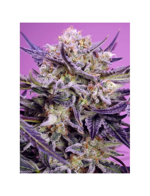 Pink Guava F1 Fast Version