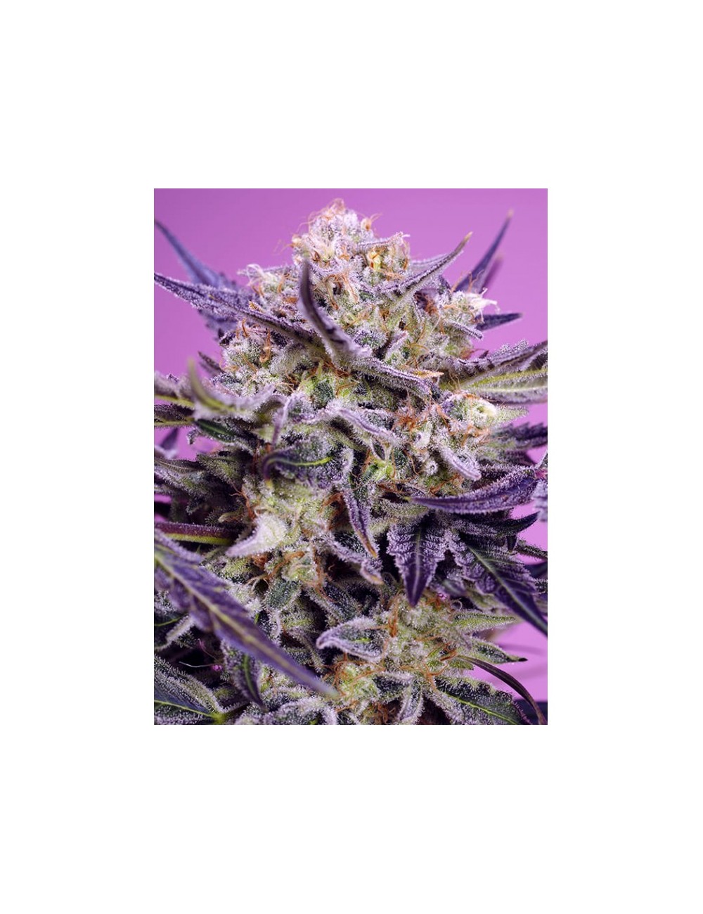 Pink Guava F1 Fast Version